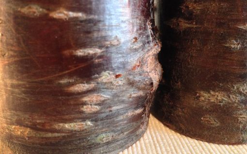 Cherry wood tealight pillar candle holder rustic bark 3 piece - Image 3